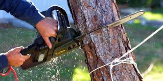 Best Hazardous Tree Removal  in Elma Center, NY