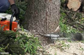 Best Tree Cabling and Bracing  in Elma Center, NY