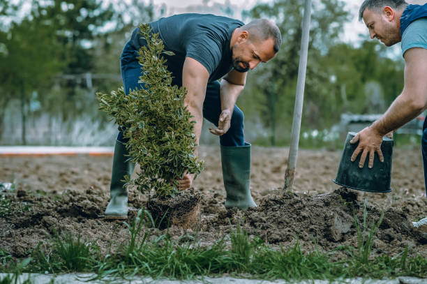 Best Artificial Turf Installation  in Elma Center, NY
