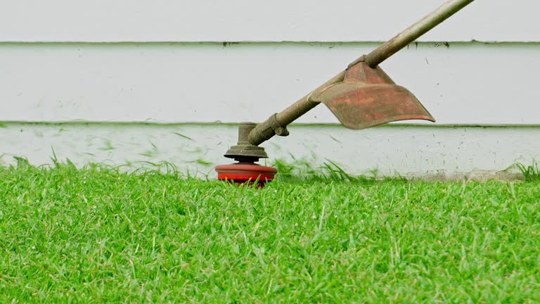 Best Pest Control for Lawns  in Elma Center, NY
