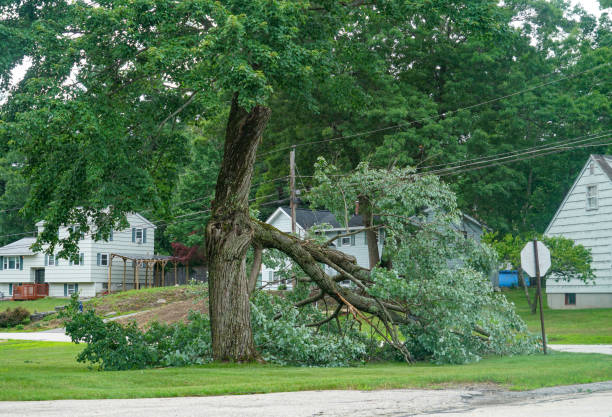 Best Arborist Consultation Services  in Elma Center, NY