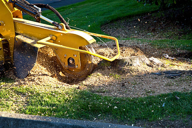 Best Hedge Trimming  in Elma Center, NY