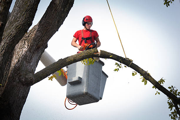 Best Tree Maintenance Programs  in Elma Center, NY