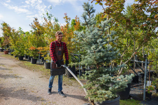 Lawn Maintenance Plans in Elma Center, NY