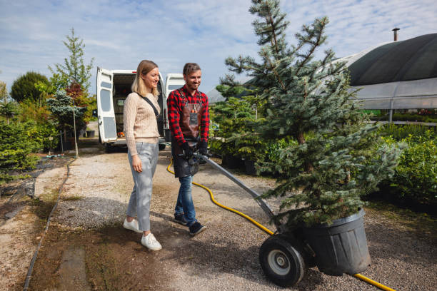 Best Lawn Drainage Solutions  in Elma Center, NY