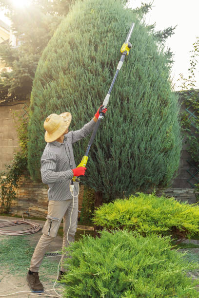 Professional Tree Services in Elma Center, NY