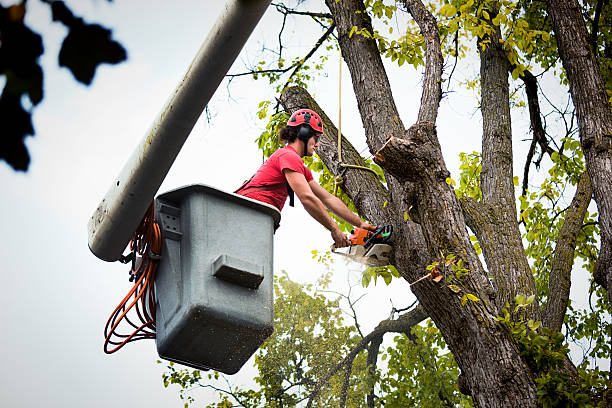 Elma Center, NY Tree Services Pros