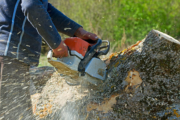Best Tree Disease Treatment  in Elma Center, NY