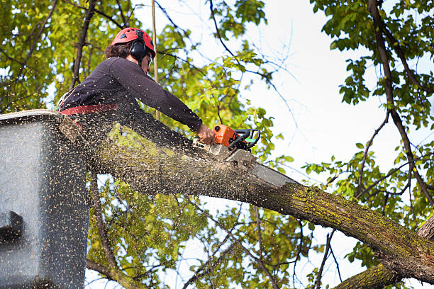 Best Lawn Renovation and Restoration  in Elma Center, NY