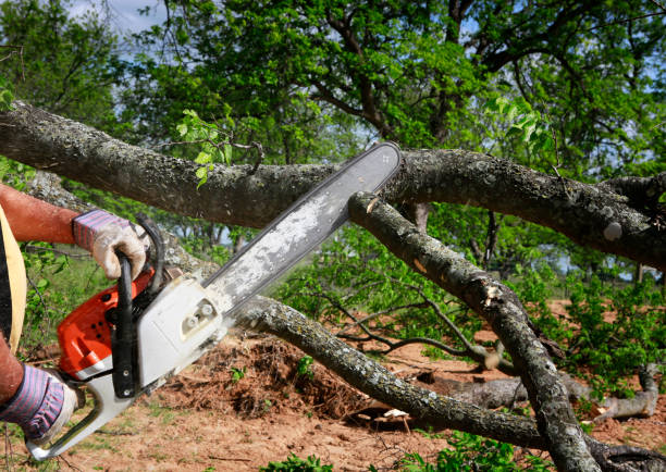 Best Tree Preservation Services  in Elma Center, NY