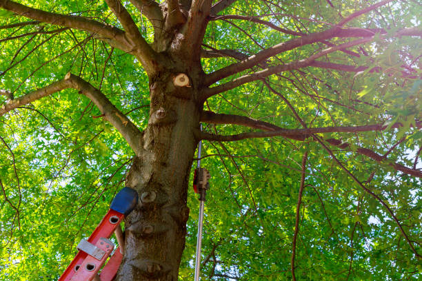 Best Commercial Tree Services  in Elma Center, NY